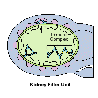 Kidney Filter Unit